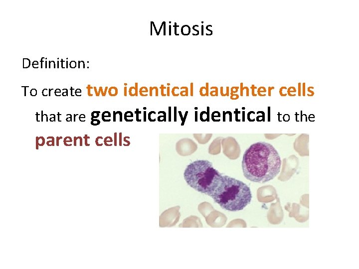 Mitosis Definition: To create two identical daughter cells that are genetically parent cells identical