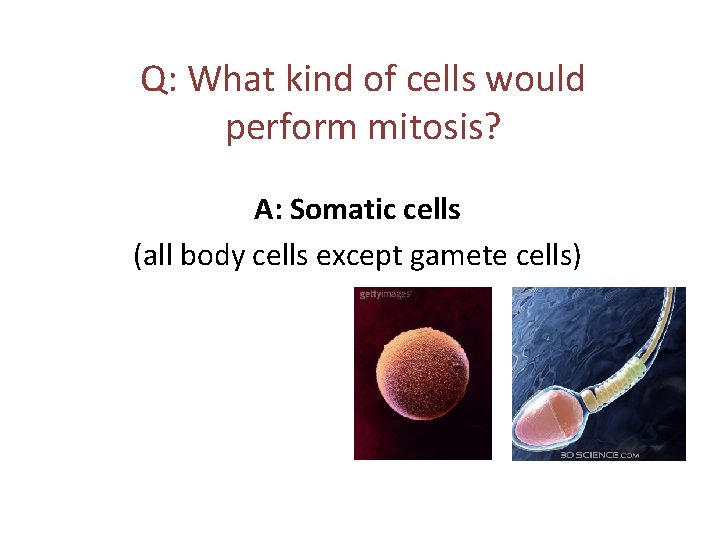 Q: What kind of cells would perform mitosis? A: Somatic cells (all body cells