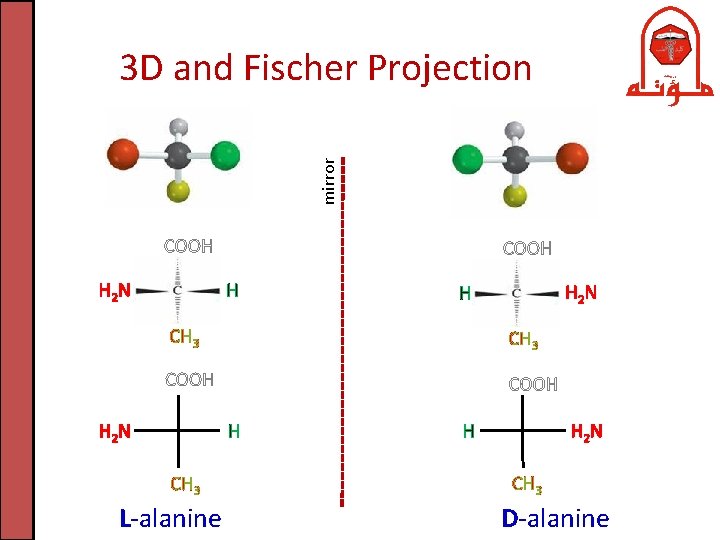 mirror 3 D and Fischer Projection COOH H 2 N COOH H H 2