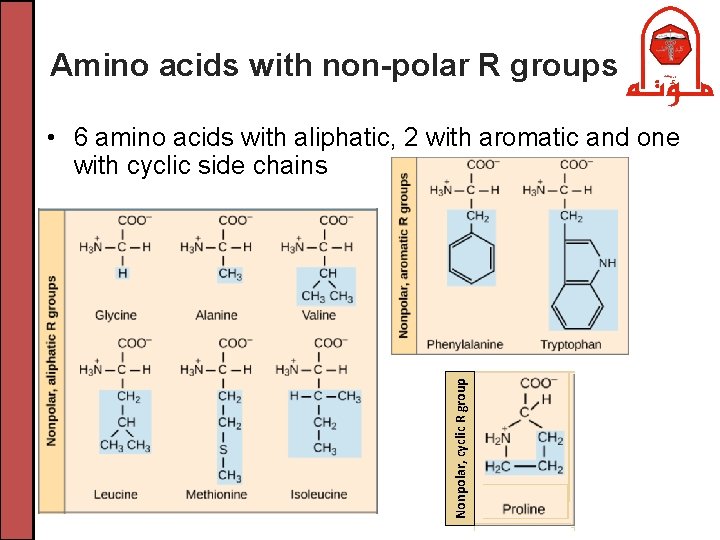 Amino acids with non-polar R groups Nonpolar, cyclic R group • 6 amino acids