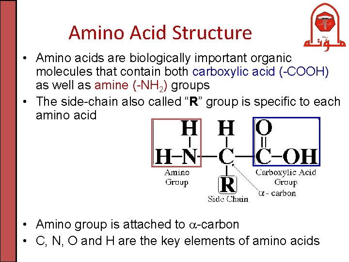 Amino Acid Structure • Amino acids are biologically important organic molecules that contain both