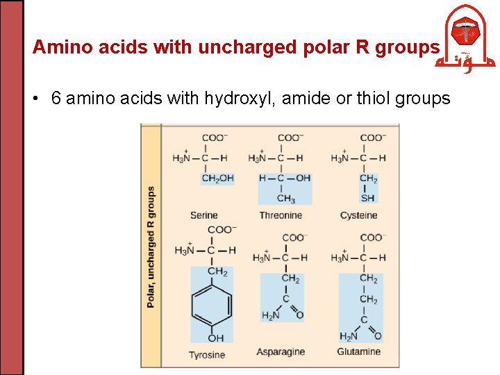 Amino acids with uncharged polar R groups • 6 amino acids with hydroxyl, amide