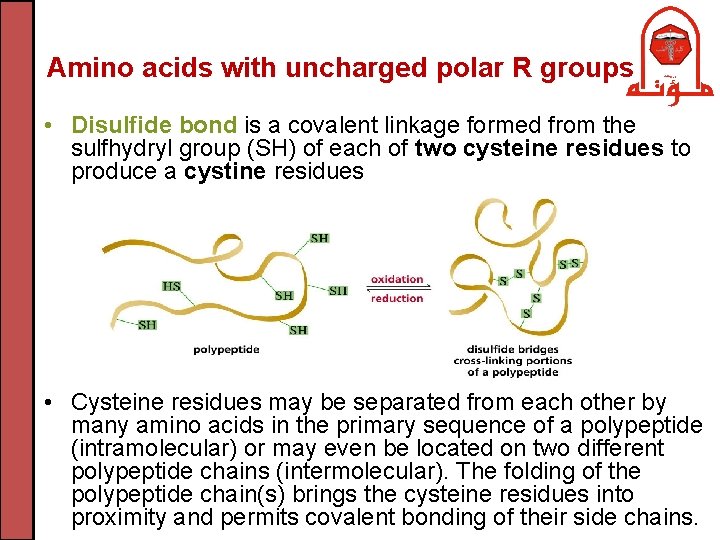 Amino acids with uncharged polar R groups • Disulfide bond is a covalent linkage