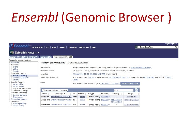 Ensembl (Genomic Browser ) 