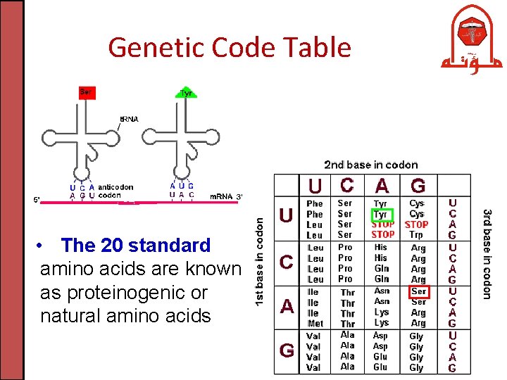 Genetic Code Table • The 20 standard amino acids are known as proteinogenic or
