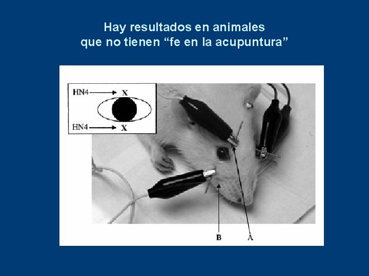 Hay resultados en animales que no tienen “fe en la acupuntura” 