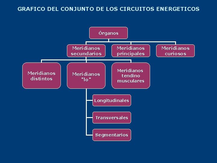 GRAFICO DEL CONJUNTO DE LOS CIRCUITOS ENERGETICOS Órganos Meridianos distintos Meridianos secundarios Meridianos principales