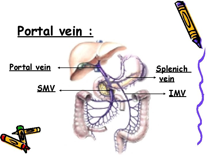 Portal vein : Portal vein SMV Splenich vein IMV 