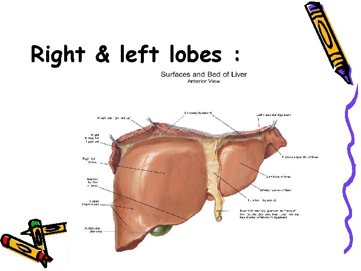 Right & left lobes : 