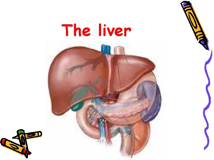 The liver 