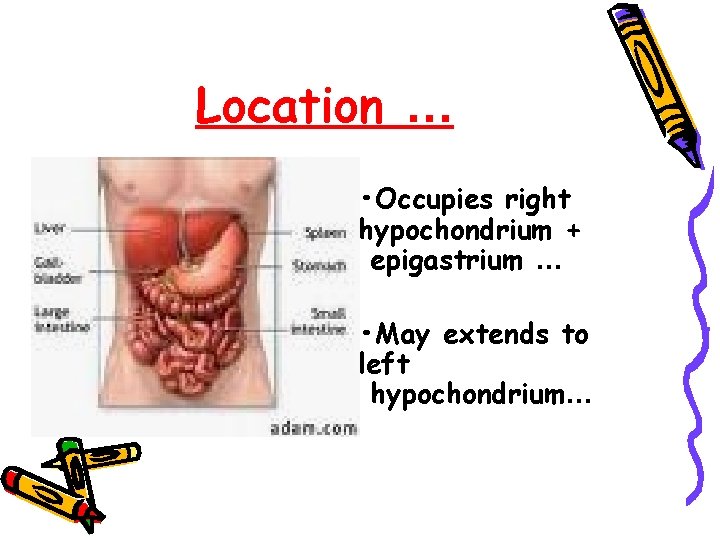 Location … • Occupies right hypochondrium + epigastrium … • May extends to left