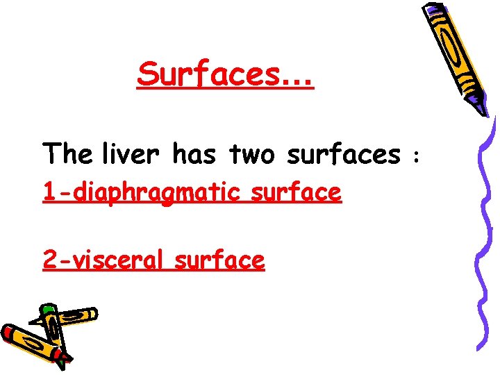Surfaces… The liver has two surfaces 1 -diaphragmatic surface 2 -visceral surface : 