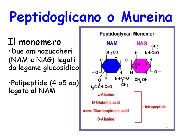 Peptidoglicano o Mureina Il monomero • Due aminozuccheri (NAM e NAG) legati da legame