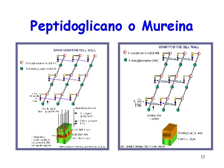 Peptidoglicano o Mureina 15 