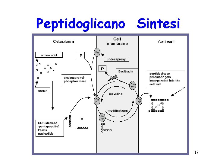 Peptidoglicano Sintesi 17 