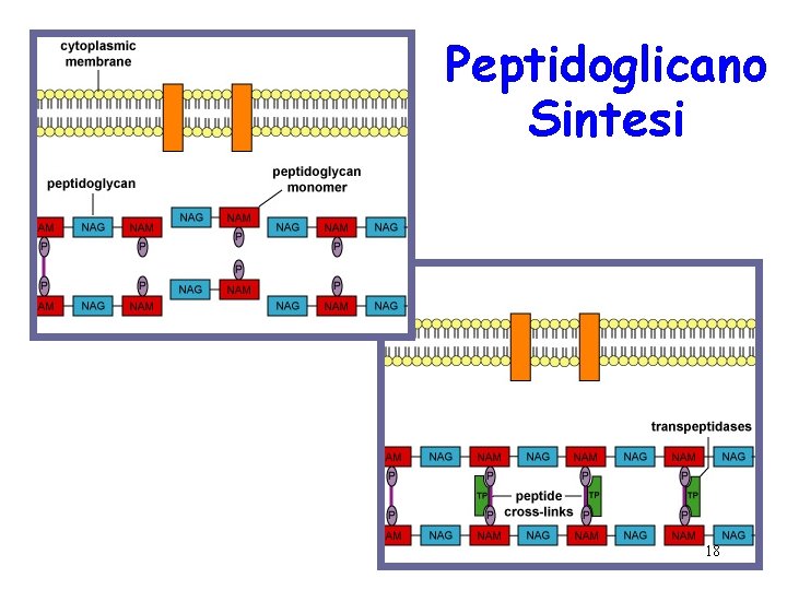 Peptidoglicano Sintesi 18 