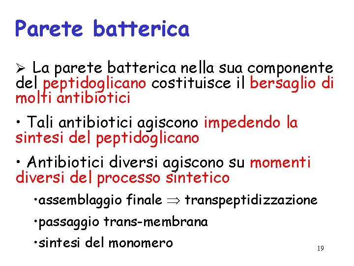 Parete batterica Ø La parete batterica nella sua componente del peptidoglicano costituisce il bersaglio