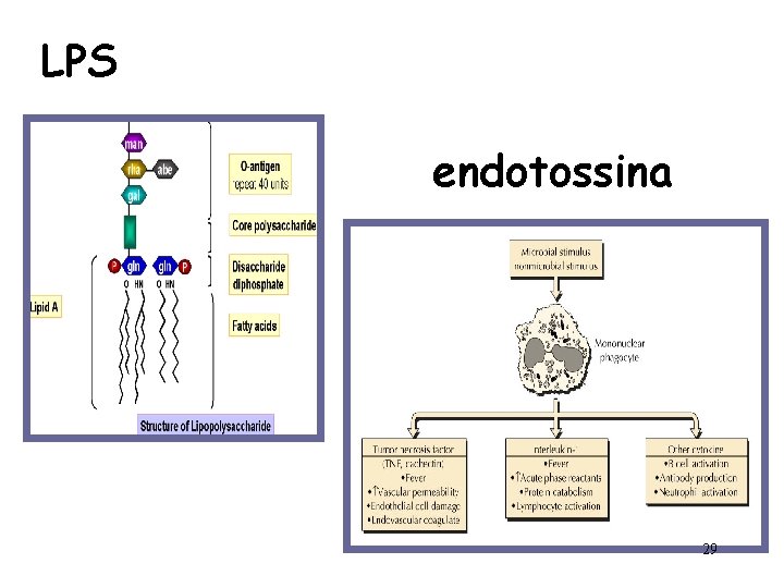 LPS endotossina 29 