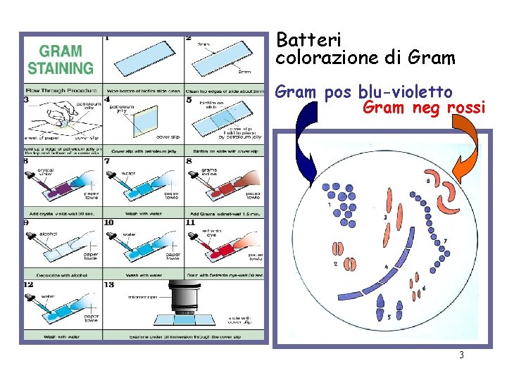Batteri colorazione di Gram pos blu-violetto Gram neg rossi 3 