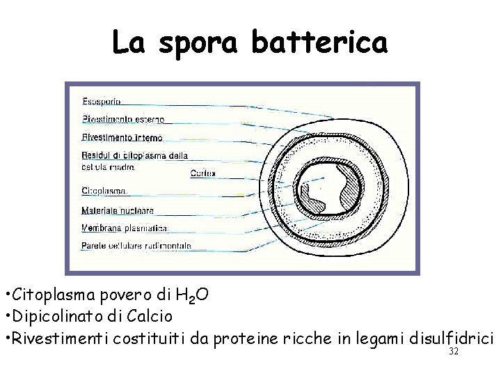 La spora batterica • Citoplasma povero di H 2 O • Dipicolinato di Calcio