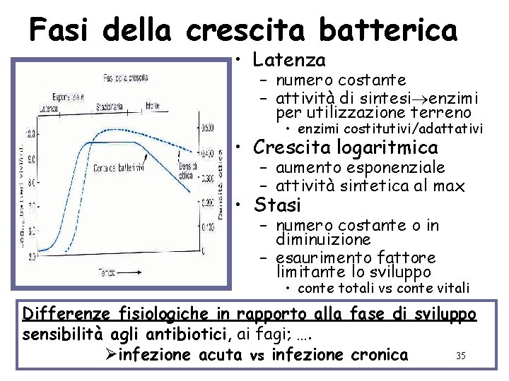 Fasi della crescita batterica • Latenza – numero costante – attività di sintesi enzimi