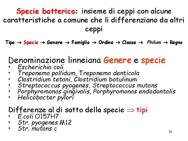 Specie batterica: insieme di ceppi con alcune caratteristiche a comune che li differenziano da