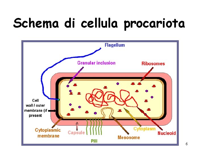 Schema di cellula procariota 6 