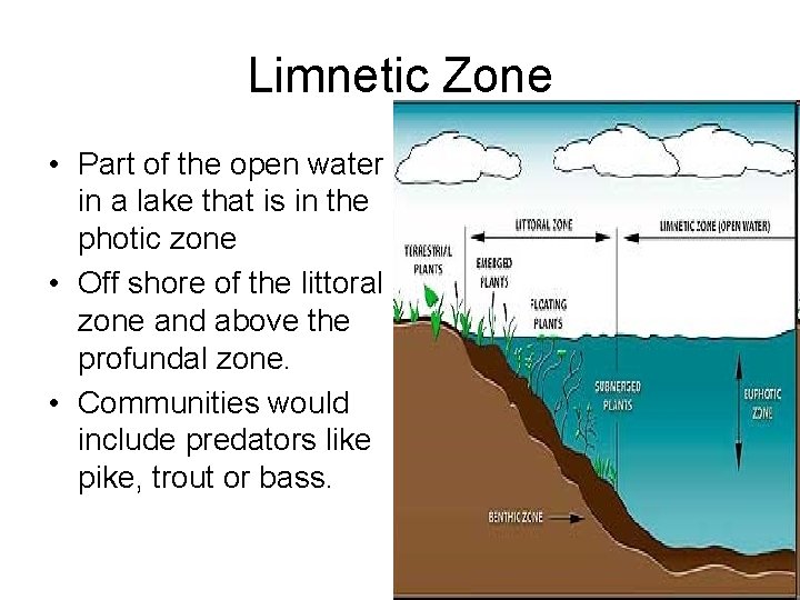 Limnetic Zone • Part of the open water in a lake that is in