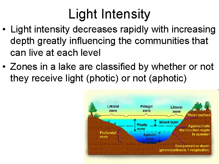 Light Intensity • Light intensity decreases rapidly with increasing depth greatly influencing the communities