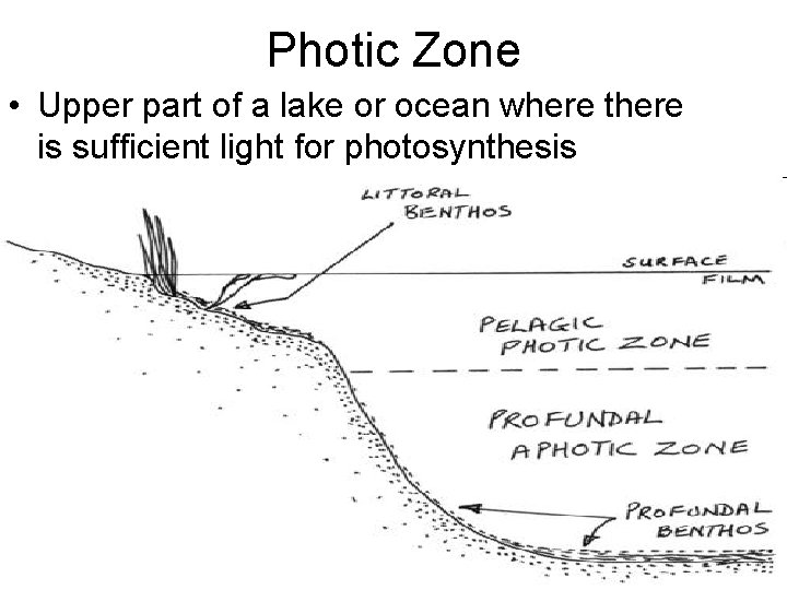 Photic Zone • Upper part of a lake or ocean where there is sufficient
