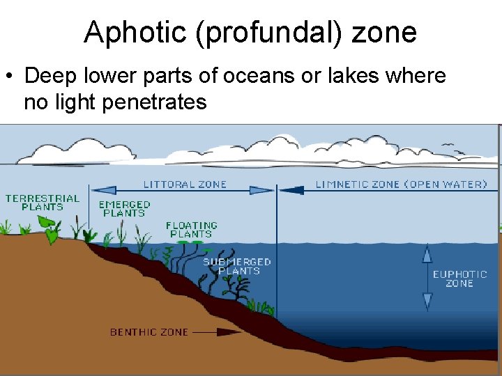Aphotic (profundal) zone • Deep lower parts of oceans or lakes where no light