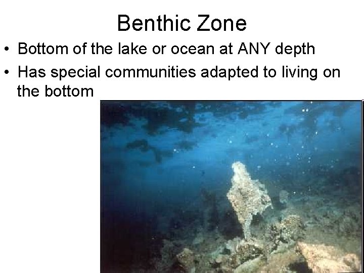 Benthic Zone • Bottom of the lake or ocean at ANY depth • Has