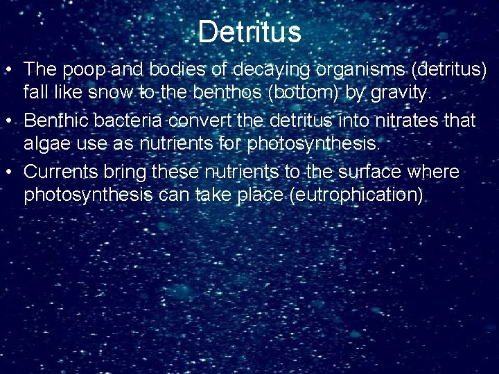 Detritus • The poop and bodies of decaying organisms (detritus) fall like snow to