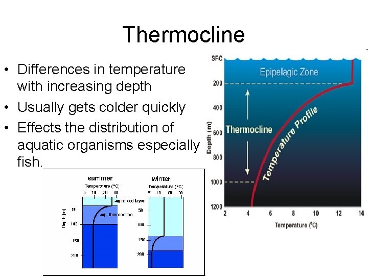 Thermocline • Differences in temperature with increasing depth • Usually gets colder quickly •