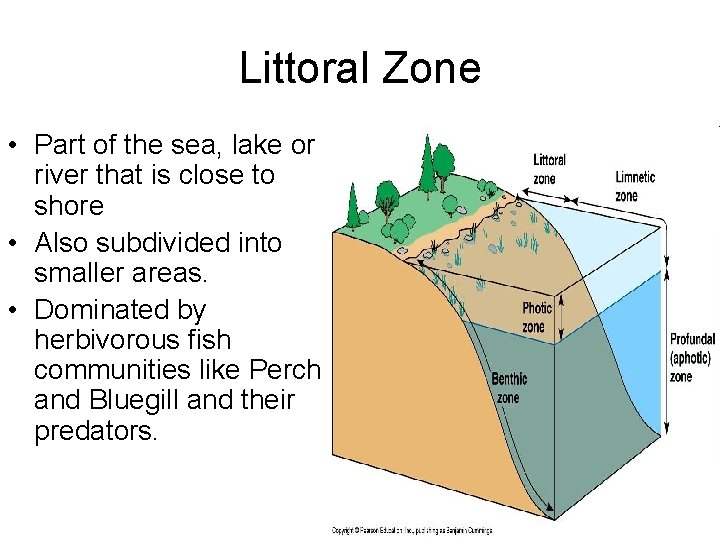 Littoral Zone • Part of the sea, lake or river that is close to