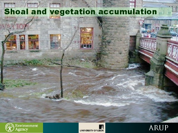 Shoal and vegetation accumulation 