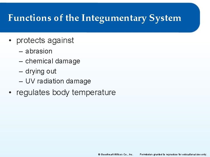 Functions of the Integumentary System • protects against – – abrasion chemical damage drying