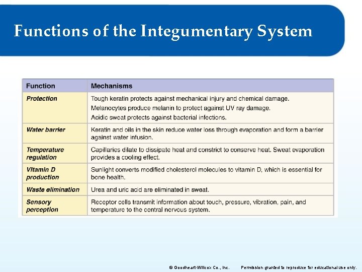 Functions of the Integumentary System © Goodheart-Willcox Co. , Inc. Permission granted to reproduce