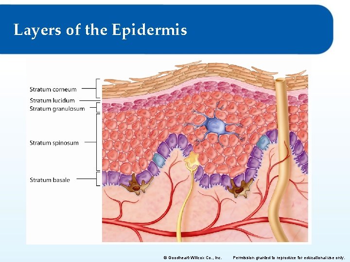 Layers of the Epidermis © Goodheart-Willcox Co. , Inc. Permission granted to reproduce for