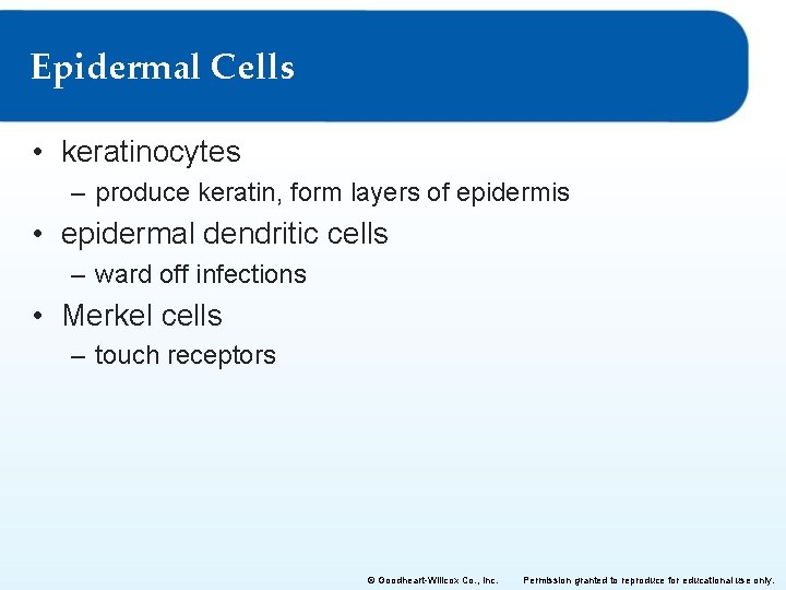 Epidermal Cells • keratinocytes – produce keratin, form layers of epidermis • epidermal dendritic