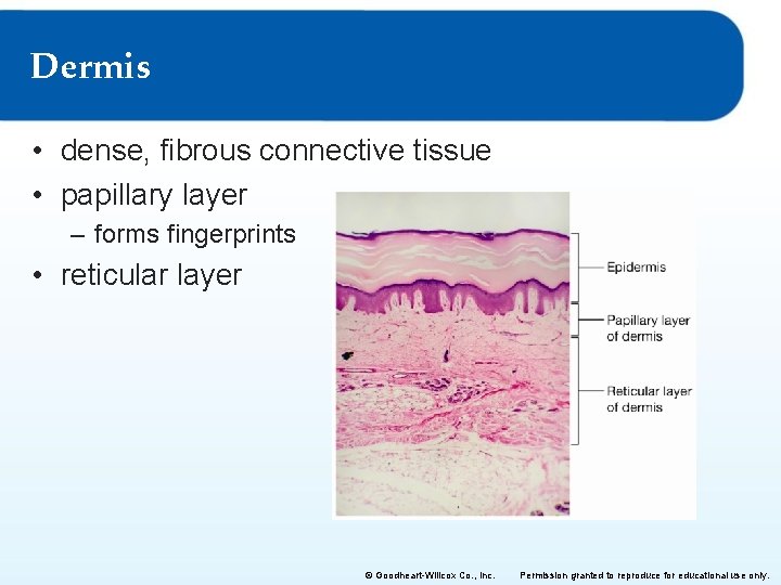 Dermis • dense, fibrous connective tissue • papillary layer – forms fingerprints • reticular