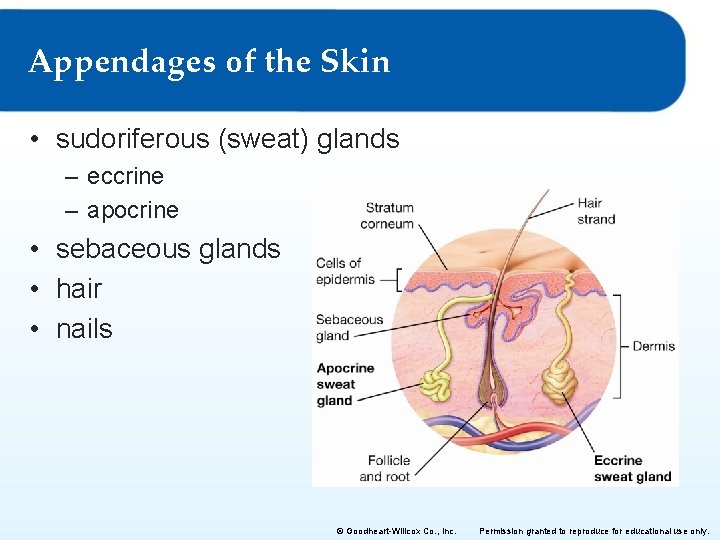Appendages of the Skin • sudoriferous (sweat) glands – eccrine – apocrine • sebaceous