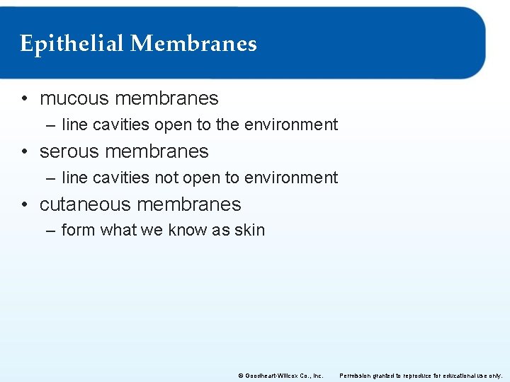 Epithelial Membranes • mucous membranes – line cavities open to the environment • serous