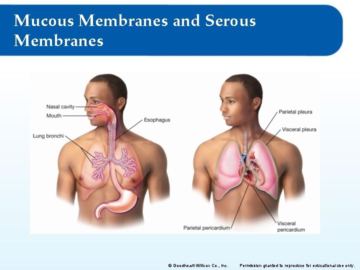 Mucous Membranes and Serous Membranes © Goodheart-Willcox Co. , Inc. Permission granted to reproduce