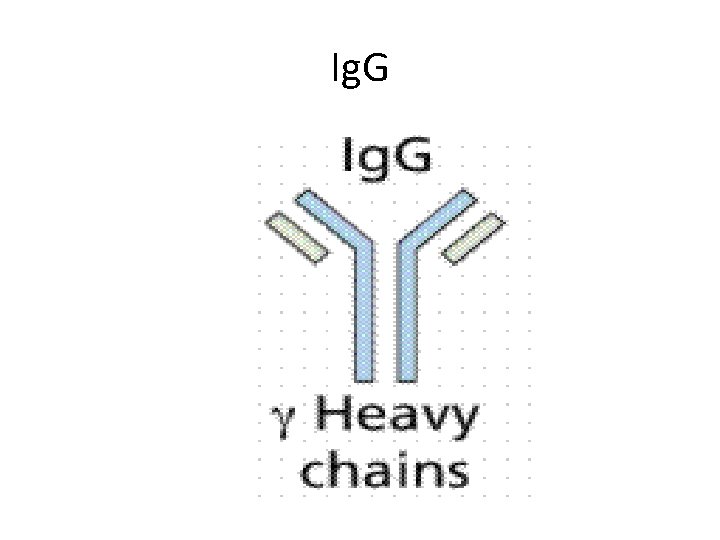 Ig. G 