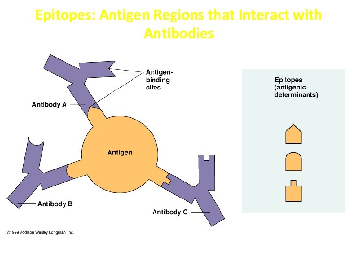 Epitopes: Antigen Regions that Interact with Antibodies 