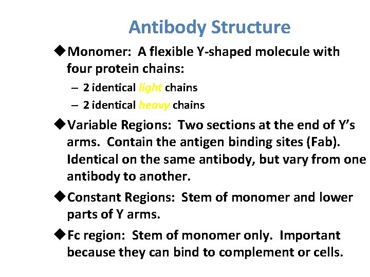 Antibody Structure u. Monomer: A flexible Y-shaped molecule with four protein chains: – 2