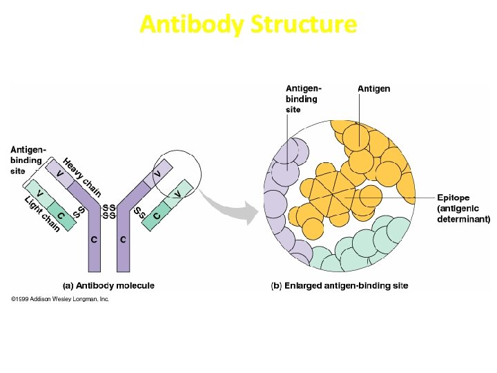 Antibody Structure 