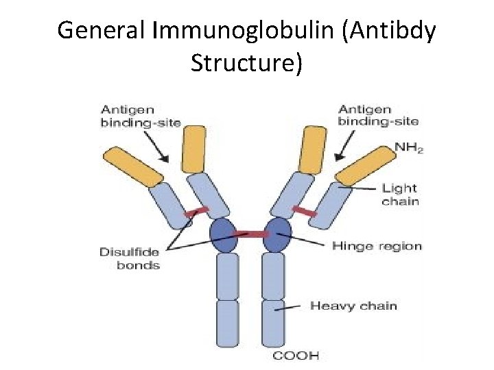 General Immunoglobulin (Antibdy Structure) 