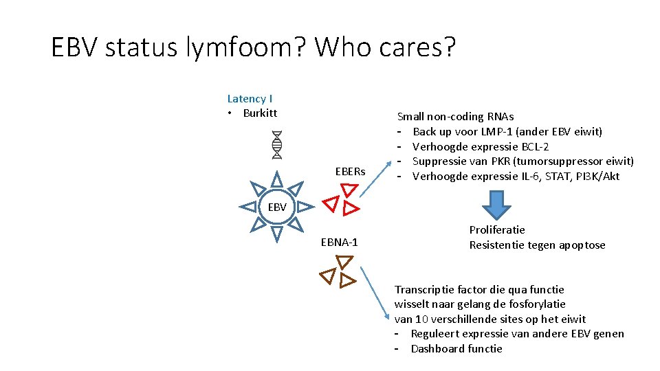 EBV status lymfoom? Who cares? Latency I • Burkitt EBERs Small non-coding RNAs -